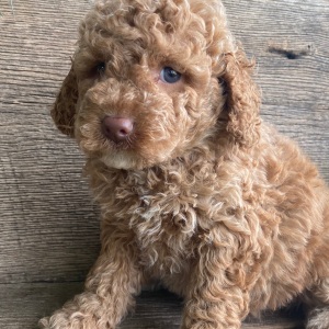Labradoodle Puppy Kathy