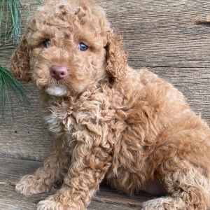 Labradoodle Puppy Kathy