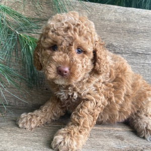Labradoodle Puppy Kathy
