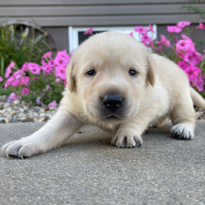 Labrador Retriever Puppy Leon