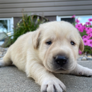 Labrador Retriever Puppy Leon