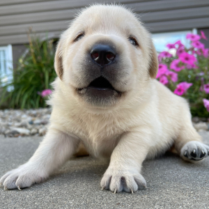 Labrador Retriever Puppy Leon