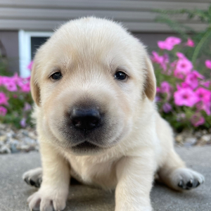 Labrador Retriever Puppy Leon