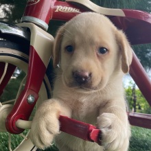 Labrador Retriever Puppy Leon