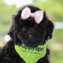 Bernedoodle Puppy Evalyn