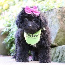 Bernedoodle Puppy Evalyn