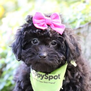 Bernedoodle Puppy Evalyn
