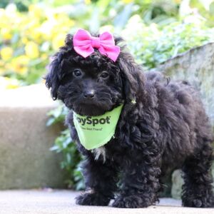 Bernedoodle Puppy Evalyn
