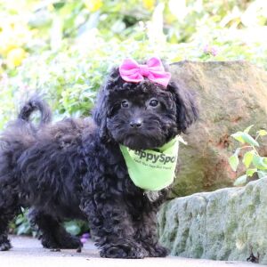 Bernedoodle Puppy Evalyn