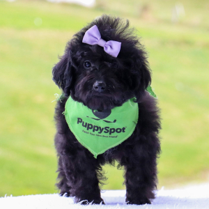 Bernedoodle Puppy Evalyn