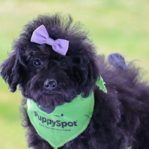 Bernedoodle Puppy Evalyn