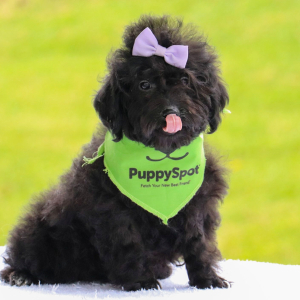 Bernedoodle Puppy Evalyn