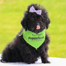 Bernedoodle Puppy Evalyn