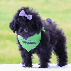 Bernedoodle Puppy Evalyn