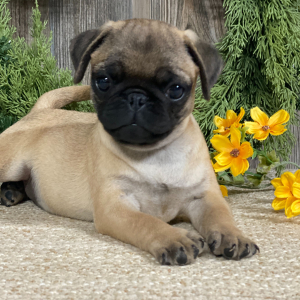 Pug Puppy Frankie