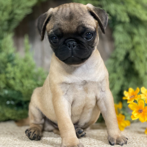 Pug Puppy Frankie