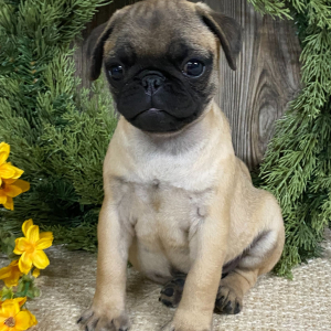 Pug Puppy Frankie