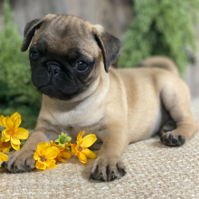 Pug Puppy Frankie
