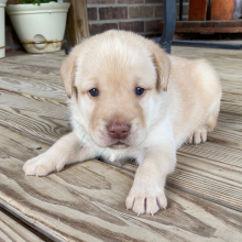 Labrador Retriever Puppy Rory
