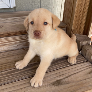 Labrador Retriever Puppy Rory