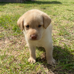 Labrador Retriever Puppy Rory