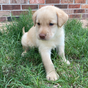 Labrador Retriever Puppy Rory