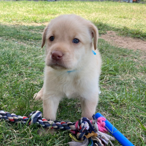 Labrador Retriever Puppy Rory