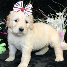 Goldendoodle Puppy Saran