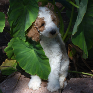 Poodle Puppy Tonka
