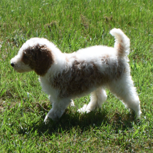 Poodle Puppy Tonka