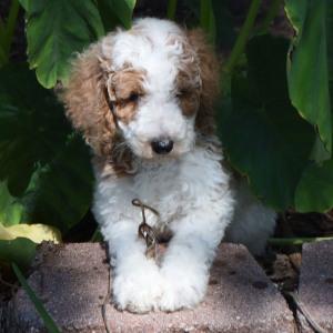 Poodle Puppy Tonka