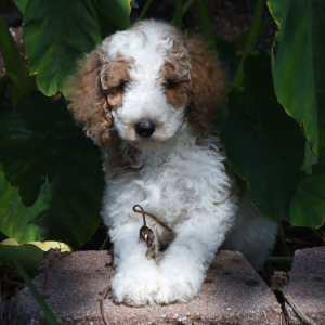 Poodle Puppy Tonka