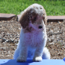 Poodle Puppy Tonka