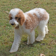 Poodle Puppy Tonka