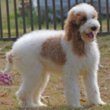 Poodle Puppy Tonka