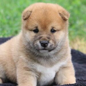 Shiba Inu Puppy Lilac