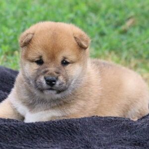 Shiba Inu Puppy Lilac