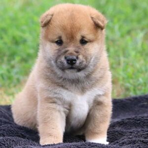 Shiba Inu Puppy Lilac