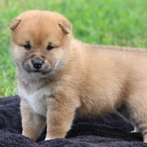 Shiba Inu Puppy Lilac