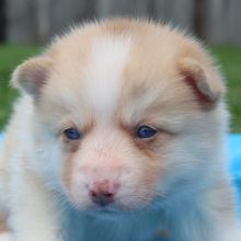 Pomsky Puppy Tigrex