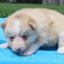 Pomsky Puppy Tigrex