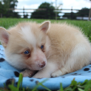 Pomsky Puppy Tigrex