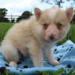 Pomsky Puppy Tigrex