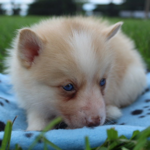 Pomsky Puppy Tigrex