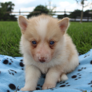 Pomsky Puppy Tigrex