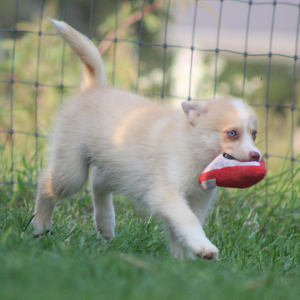 Pomsky Puppy Tigrex