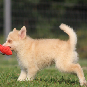 Pomsky Puppy Tigrex