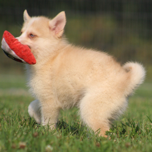 Pomsky Puppy Tigrex
