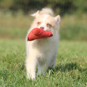 Pomsky Puppy Tigrex