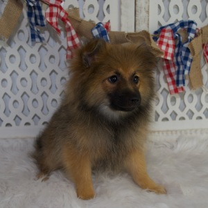 Pomeranian Puppy Freddy